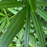 Rhapidophyllum hystrix Fuelha