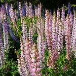 Lupinus polyphyllus Plante entière