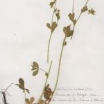 Potentilla pyrenaica Habit