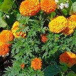 Tagetes erecta 整株植物