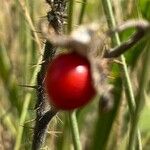 Solanum sisymbriifolium Plod