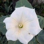 Datura wrightiiFlower