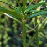 Cyperus alternifolius Bark