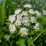 Oenanthe sarmentosa Flower