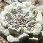 Filago tyrrhenica 形態