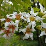 Xanthoceras sorbifolium Flower