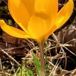 Crocus flavus Blomma