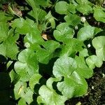 Hydrocotyle leucocephala Leaf