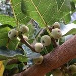 Ficus ingens Fruit