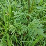 Cosmos sulphureus Leaf