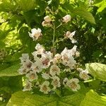 Catalpa bignonioidesFlor