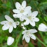 Allium neapolitanumFlower