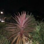 Cordyline australis Folha