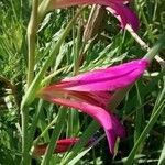 Gladiolus italicus Blomma