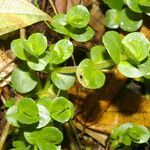 Bacopa salzmannii Habitus