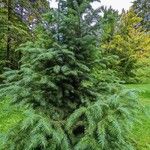 Cunninghamia lanceolata Хабит