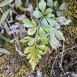 Asplenium aethiopicum Leaf