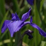 Iris laevigata Blüte