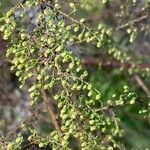 Artemisia annuaLorea