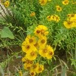 Helenium amarum Kvet