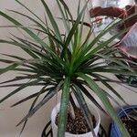 Dracaena reflexa Ліст