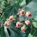 Crataegus coccinea Fruit