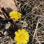 Tussilago farfaraFlower