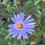 Symphyotrichum lateriflorum 花