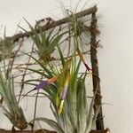 Tillandsia argentea Flower