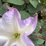 Datura wrightii Blüte