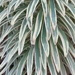 Euphorbia characias Deilen