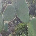 Opuntia ficus-indica 葉