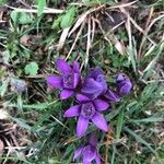 Gentianella germanica Blomma