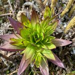 Gentianella dasyantha Yaprak