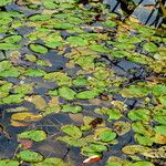 Potamogeton natans Habit