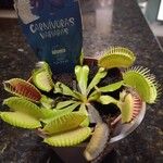 Dionaea muscipula Flower