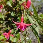 Fuchsia magellanica Blüte