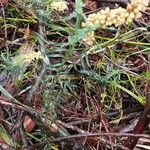 Lomandra obliqua Flor