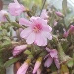 Hatiora rosea Λουλούδι