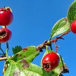 Crataegus monogyna 果實