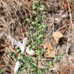 Chenopodiastrum hybridum Blomst