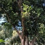 Syzygium floribundum Hábito