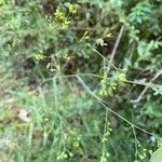 Bupleurum praealtum फूल