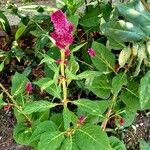 Celosia argentea Habit