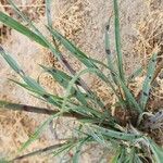 Echinochloa colona Hoja