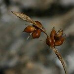 Carex liparocarpos Fruit