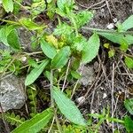 Campanula sibirica List