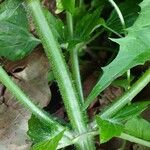 Galinsoga quadriradiata Rusca