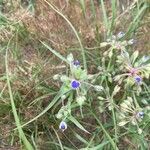 Tradescantia occidentalis Цветок