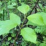 Cornus rugosa Foglia